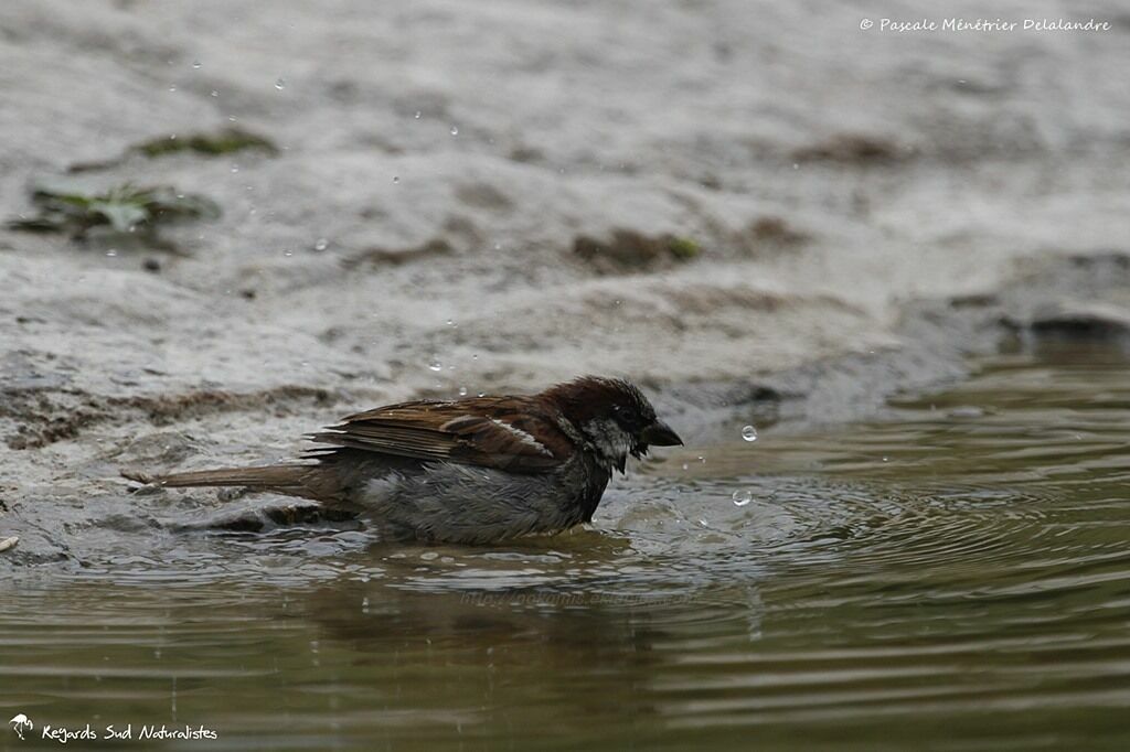 House Sparrow