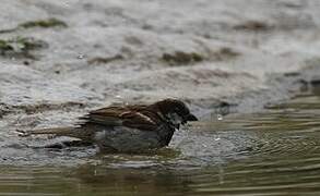 House Sparrow