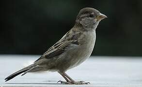 House Sparrow