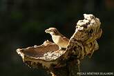 Moineau domestique