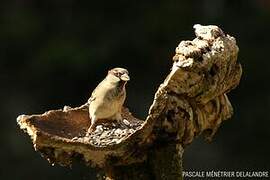 House Sparrow