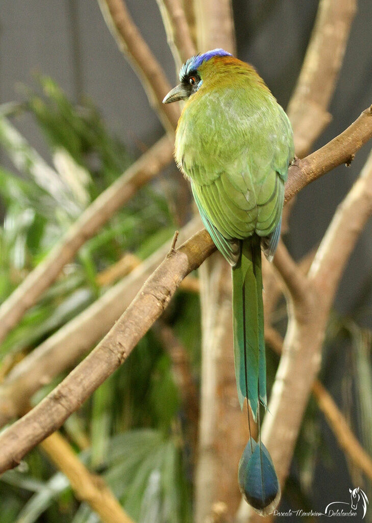 Motmot houtouc