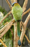 Motmot houtouc