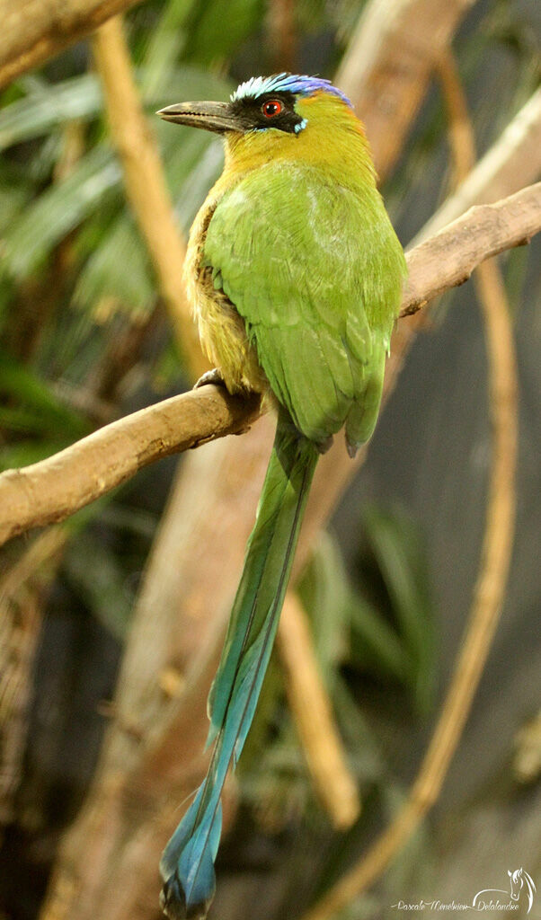 Amazonian Motmot