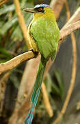 Amazonian Motmot