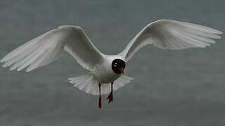 Mouette mélanocéphale