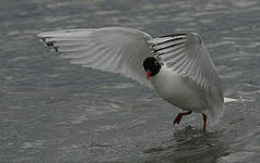 Mouette mélanocéphale