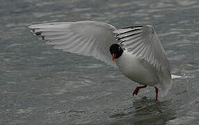 Mouette mélanocéphale