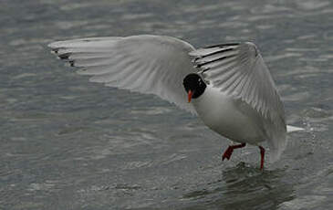 Mouette mélanocéphale