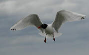 Mouette mélanocéphale