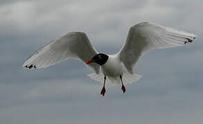 Mediterranean Gull