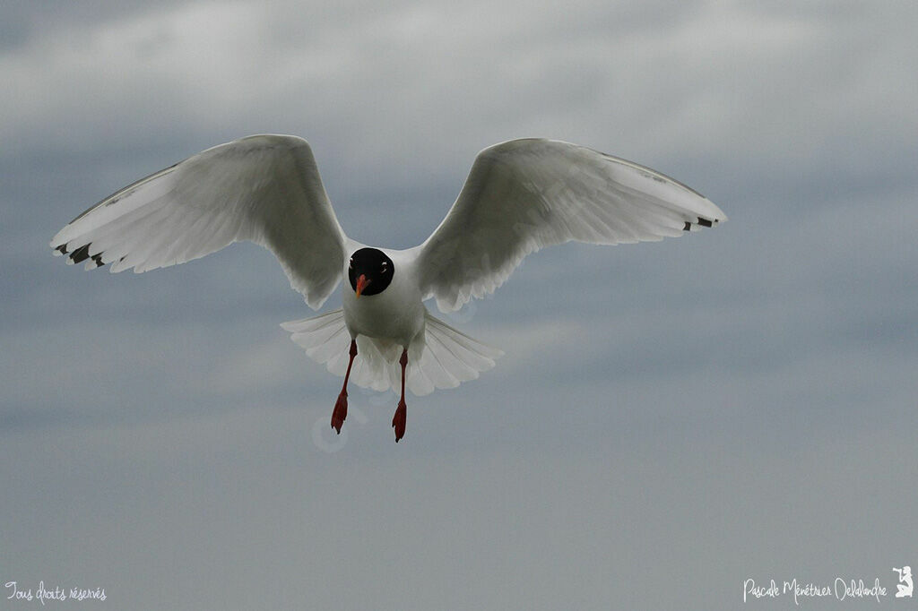 Mouette mélanocéphale