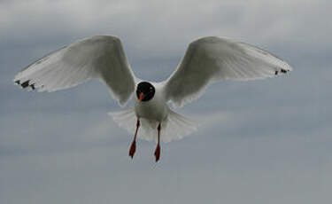 Mouette mélanocéphale