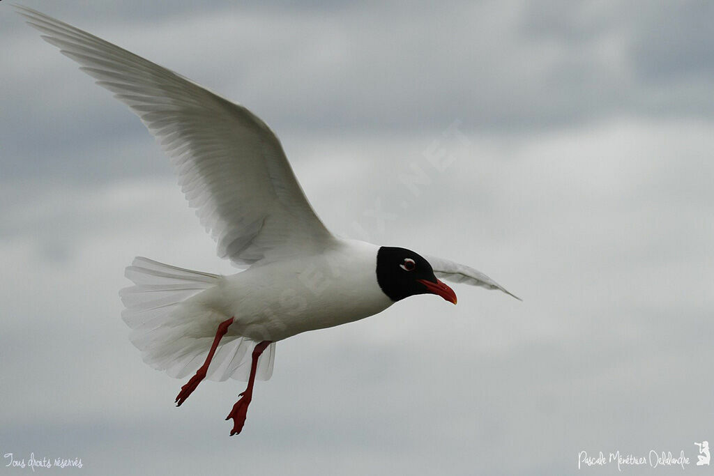 Mouette mélanocéphale