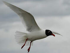 Mediterranean Gull