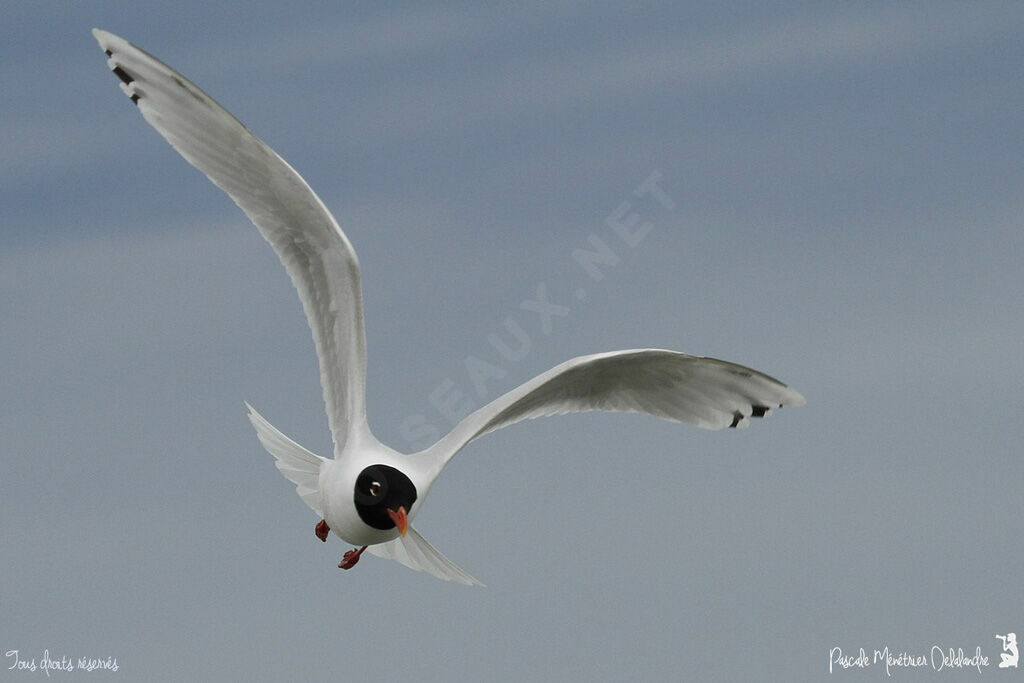 Mediterranean Gull