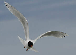 Mouette mélanocéphale