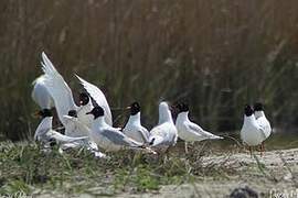 Mouette mélanocéphale