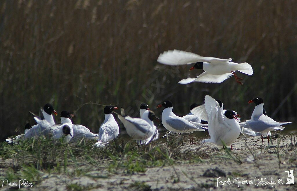 Mouette mélanocéphale