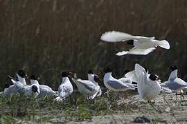 Mouette mélanocéphale