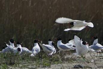 Mouette mélanocéphale