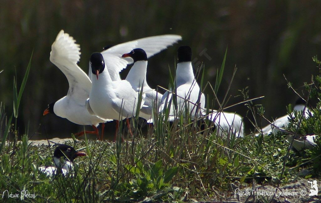 Mouette mélanocéphale