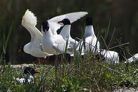 Mediterranean Gull