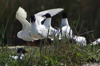 Mouette mélanocéphale