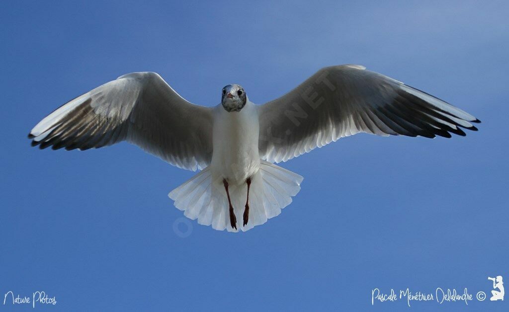 Mouette rieuse