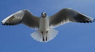 Mouette rieuse