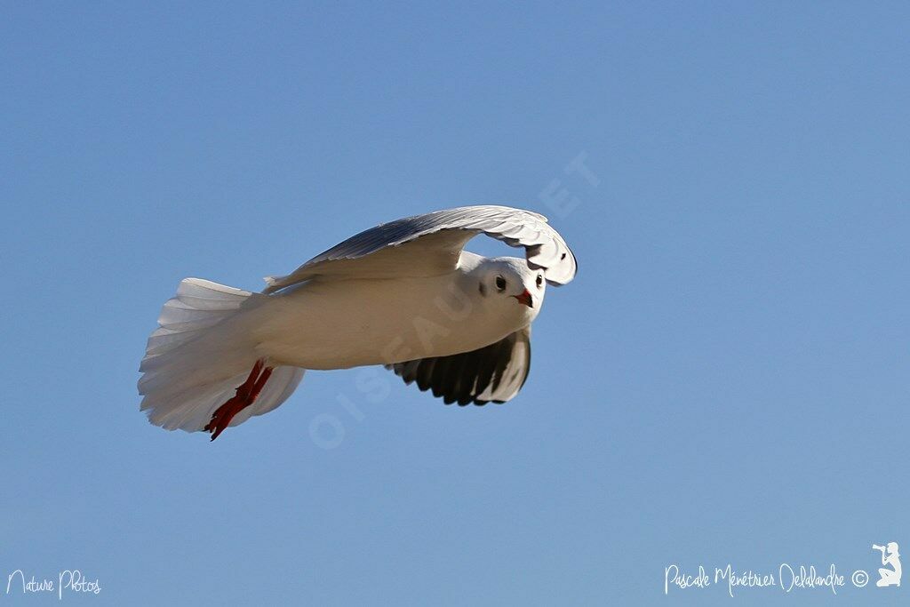 Black-headed Gull