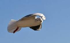 Mouette rieuse