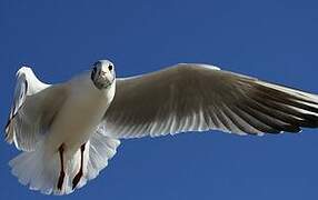 Black-headed Gull