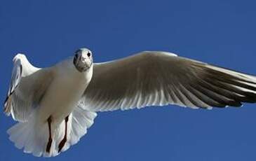 Mouette rieuse