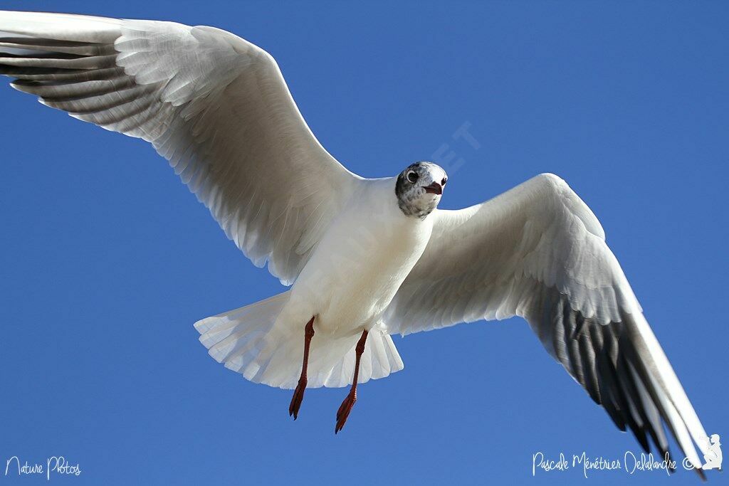 Mouette rieuse