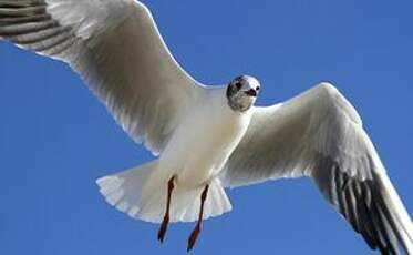 Mouette rieuse