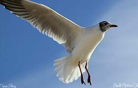 Mouette rieuse