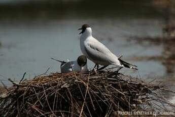 Mouette rieuse