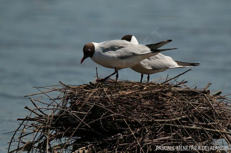 Mouette rieuse