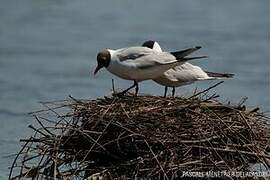 Black-headed Gull