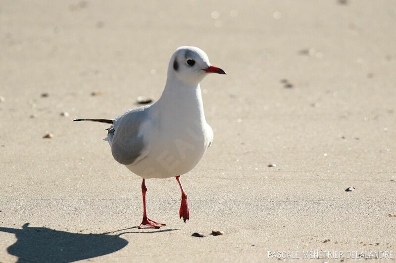 Black-headed Gulladult