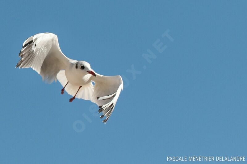 Mouette rieuseadulte