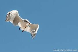 Mouette rieuse