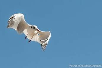 Mouette rieuse