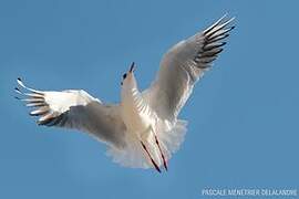 Mouette rieuse