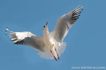 Mouette rieuse