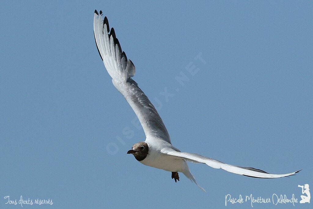 Mouette rieuse