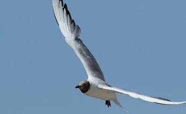 Mouette rieuse