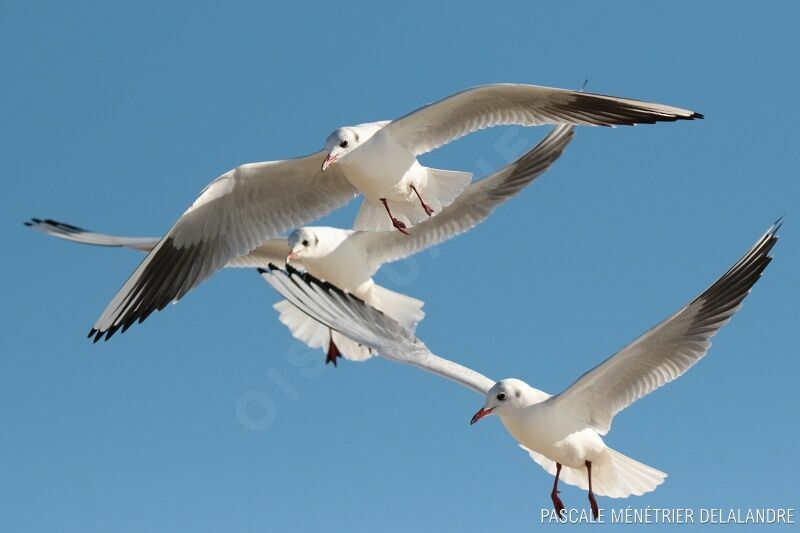 Mouette rieuseadulte