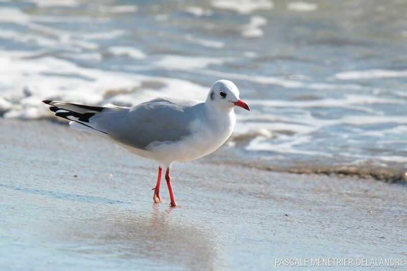 Mouette rieuseadulte